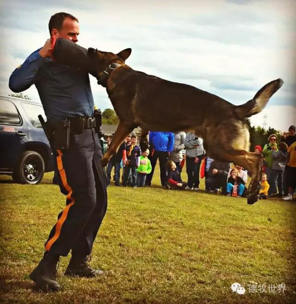 k9警犬军犬风采尚品德牧