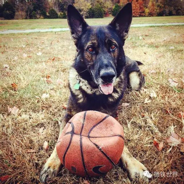 k9 警犬军犬风采,尚品德牧