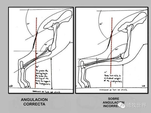 德牧知识:分析国外德国牧羊犬骨构结构图