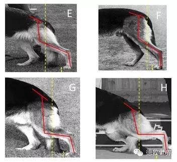 德牧知识分析国外德国牧羊犬骨构结构图