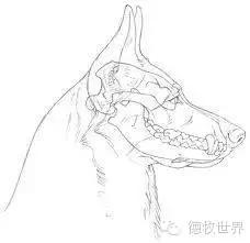 德牧知识:分析国外德国牧羊犬骨构结构图