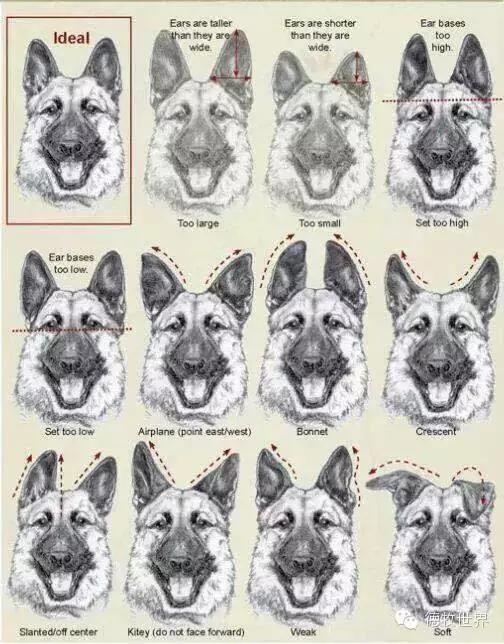 德牧知识分析国外德国牧羊犬骨构结构图