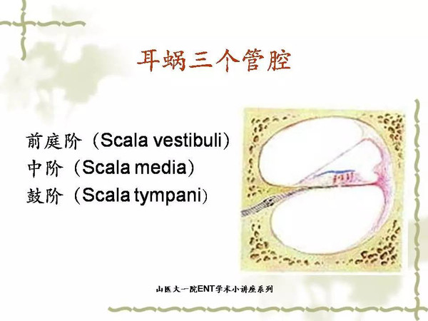 耳蜗解剖和生理(一)