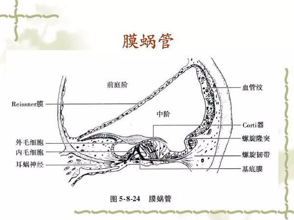 耳蜗解剖和生理(一)