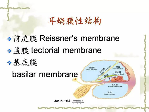 耳蜗解剖和生理一