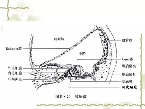 耳蜗解剖和生理一