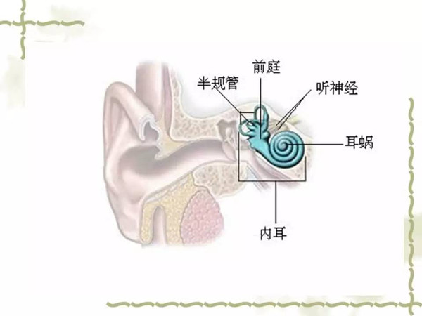 耳蜗解剖和生理(一)