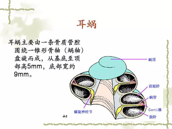 耳蜗解剖和生理(一)