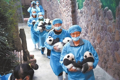 我国人工圈养大熊猫种群数量达422只(图),201