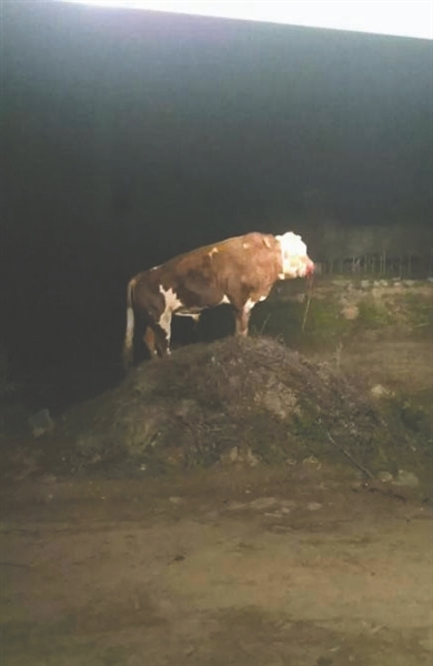 挨了一枪后,公牛仍挺立在小山坡上