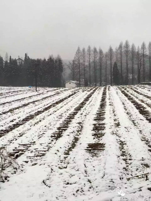 2016年利川人口_2016年利川美丽冻人的第一场雪,你出门感受了吗