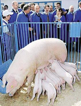爆跌6% 猪价上涨32.26% 普京:卖油不如养猪-搜