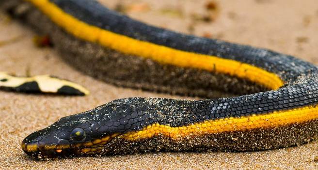 美国南加州海岸,最近发现黄腹海蛇.