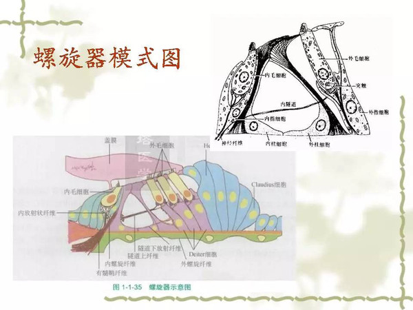 耳蜗解剖和生理(二)