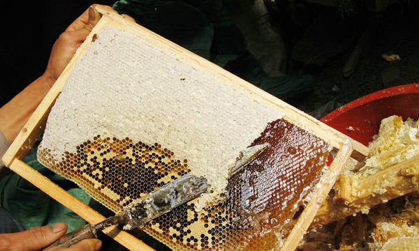 秦岭野生蜂蜜多少钱一斤,野生蜂蜜真假图片