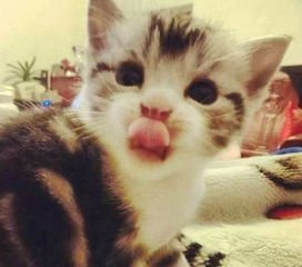 猫喜欢吐舌头怎么回事?猫吐舌头流口水是生病了吗
