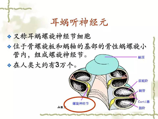 耳蜗解剖和生理三