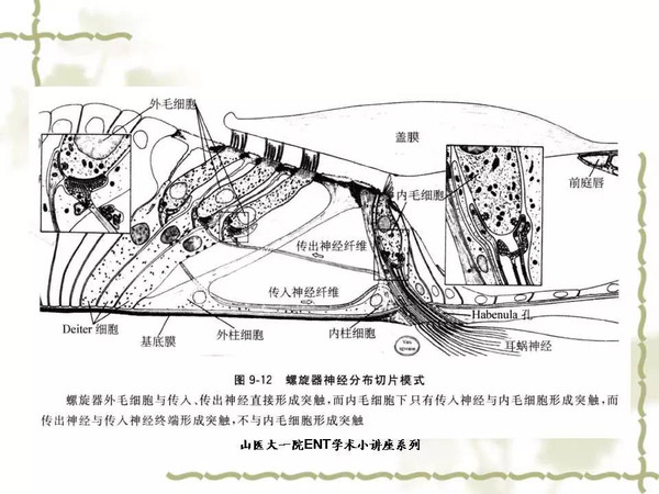 耳蜗解剖和生理(三)