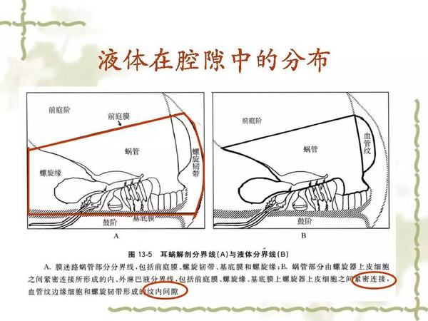 耳蜗解剖和生理(三)