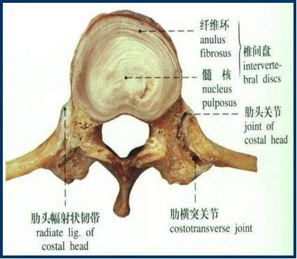 当前位置: 学路网 文档大全 软骨椎间盘纤维环血管心瓣膜肌腱韧带凝胶