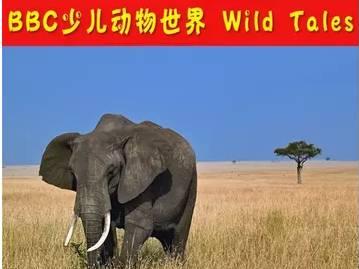 求bbc关于动物或者生态自然的纪录片 越全越好 百度云盘! 谢谢!