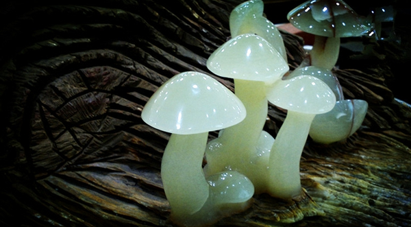 世界十大致命毒蘑菇,你猜哪一种在游戏里出现
