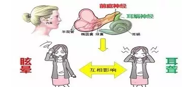 如果前庭出现了损伤,就会出现眩晕,走路不稳甚至摔倒.