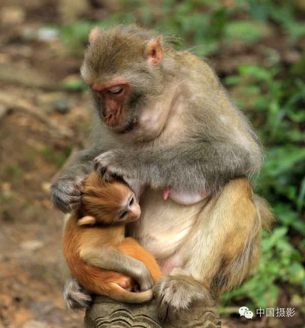 猴年赏猴 | 哺乳猴妈妈猴宝宝演绎de暖心画面