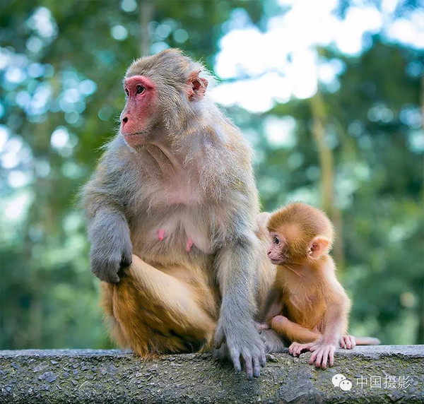 猴年赏猴 | "哺乳"猴妈妈猴宝宝演绎de暖心画面