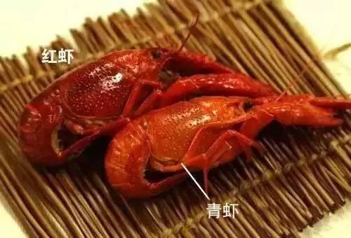 吃吃了那么多年龙虾!公母你分的清吗?