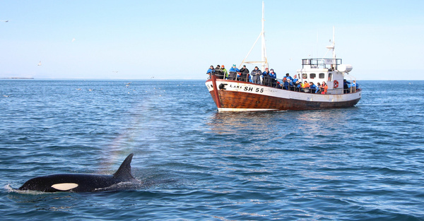 冰岛高端旅游胡萨维克:在北纬66°观鲸