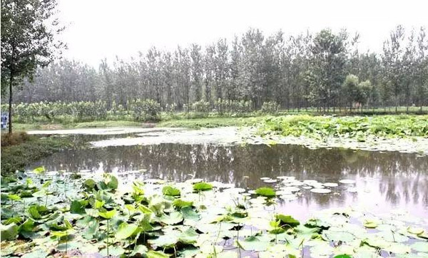 河南漯河市沙河湿地公园