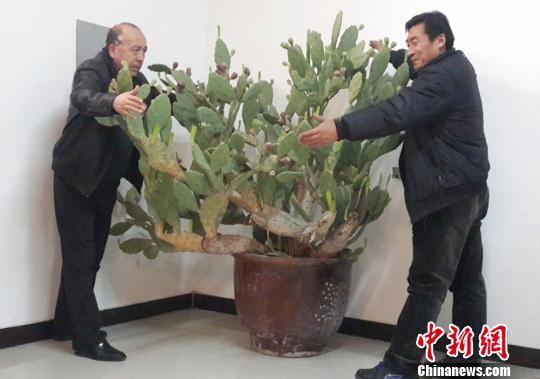 新疆焉耆一居民养仙人掌 20年后高达1.8米(图)
