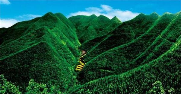 中国林业建设行业市场现状解析