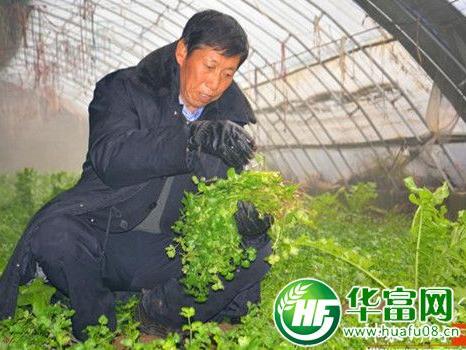 退伍老兵张怀义:蔬菜大棚里种下创业梦