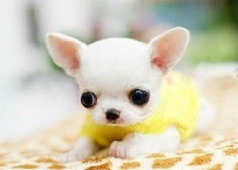 怎么看小狗是不是犬瘟 mp54266982_1452667740559_4.jpeg