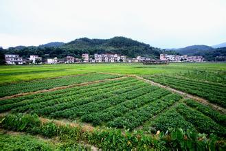 广州慧扬农场-有机蔬菜种植基地