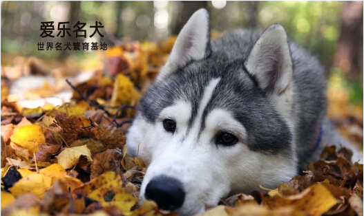 世界名犬排行_这10只世界名狗智商排名竟然火了