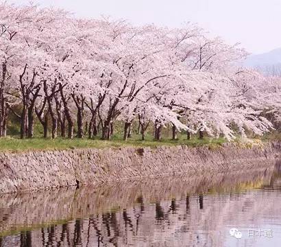 2016年樱花前线最全情报赏樱胜地都在这里了