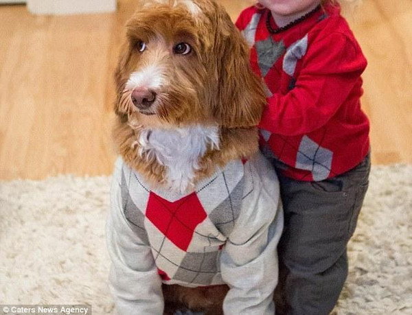 拉布拉多贵宾犬成网红