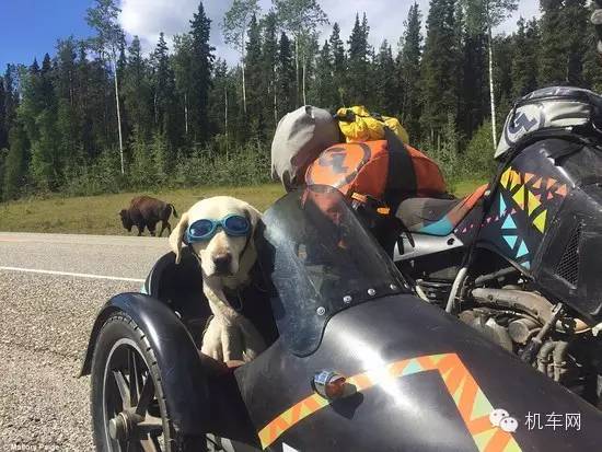 考虑到狗狗都喜欢兜风,还特意准备了一辆带侉子的摩托车,还特意为贝勒