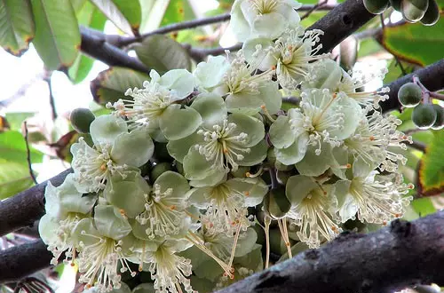 榴莲花