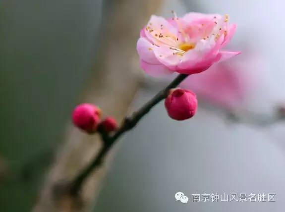 【谷中梅红朵朵开】一朵小梅花的成长史