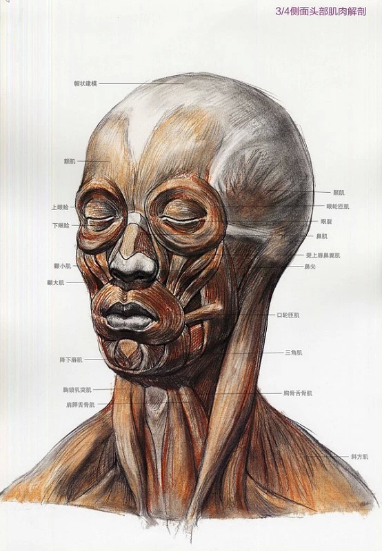 素描头部结构解析精藏