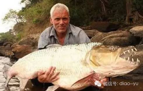 揭秘河流中的10大巨型鱼类有一种竟靠吃人类尸体
