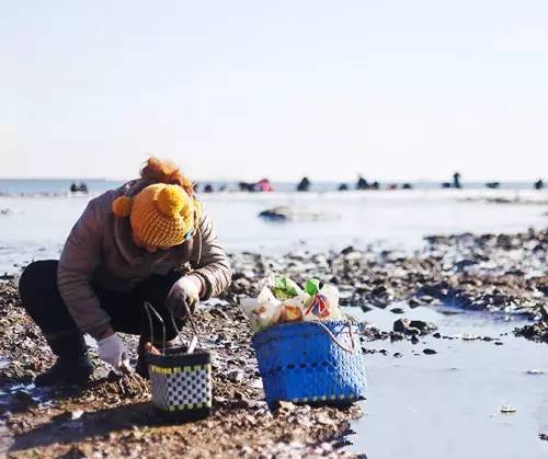教你在青岛如何一天挖走300斤海蛎子，附吃法！