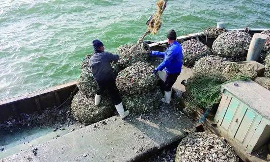 教你在青岛如何一天挖走300斤海蛎子，附吃法！