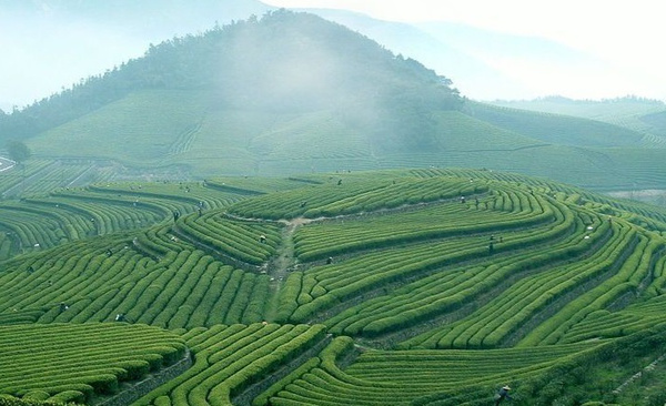 茶的起源在中国吗?西汉陵墓发现中国最早茶叶