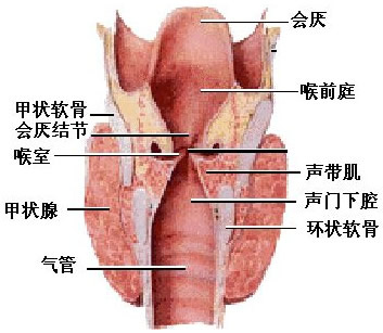 席琳老公咽喉癌去世 这些症状是咽喉癌征兆