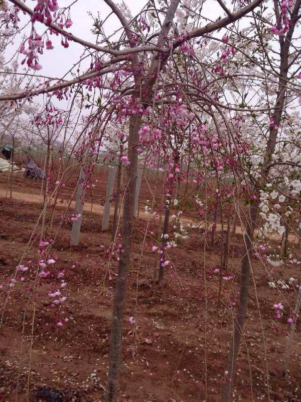 垂枝樱花